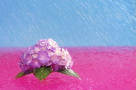 国外摄影精品选 三 花卉