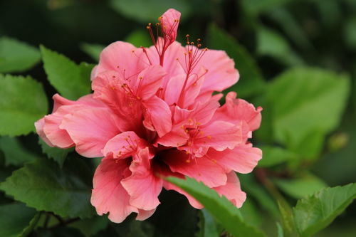 拍摄花卉入门指南 从基础技巧到创意表达