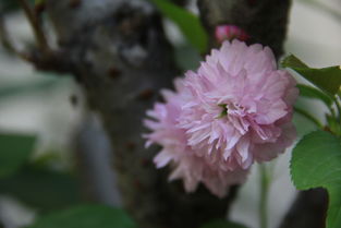 花卉杂拍 镜头下的生命诗篇