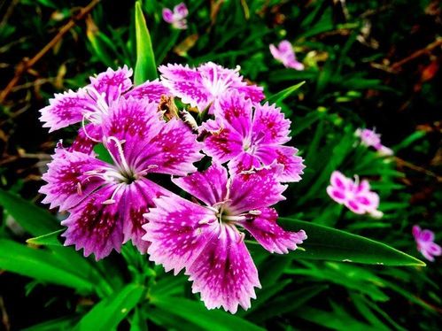 宿根花卉 大地上的永恒诗篇