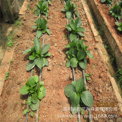 绣球花苗选购与种植指南 从明胜花卉到您的庭院与工程绿化