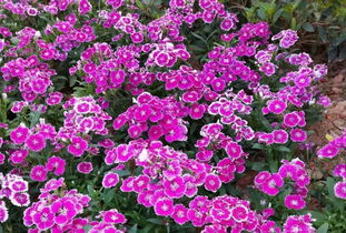 园丁花卉节 花样过年，我们一起‘沾花惹草’