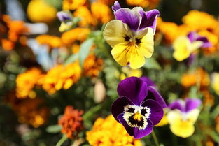 拉萨罗布林卡赏花卉上篇 三色堇——盛开在日光城的绚烂诗篇