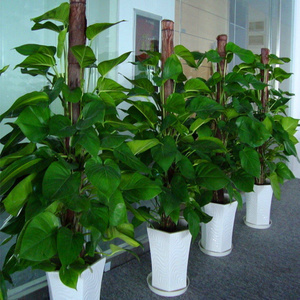 中型花卉选购指南 价格、图片、批发与优质供应商全解析